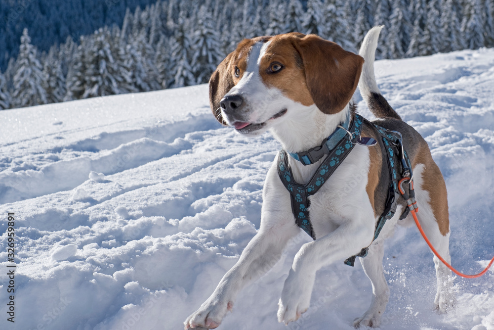 Beagle auf dem Weg zum Fockenstein