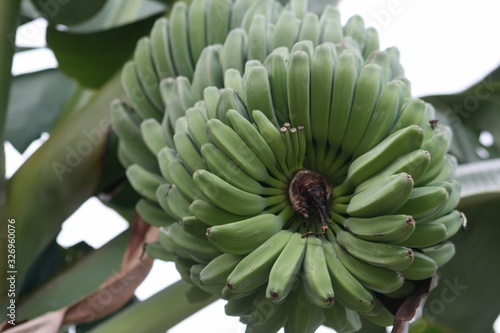 Wide shot of a big bunch of green, unripe banana bunches, soft background