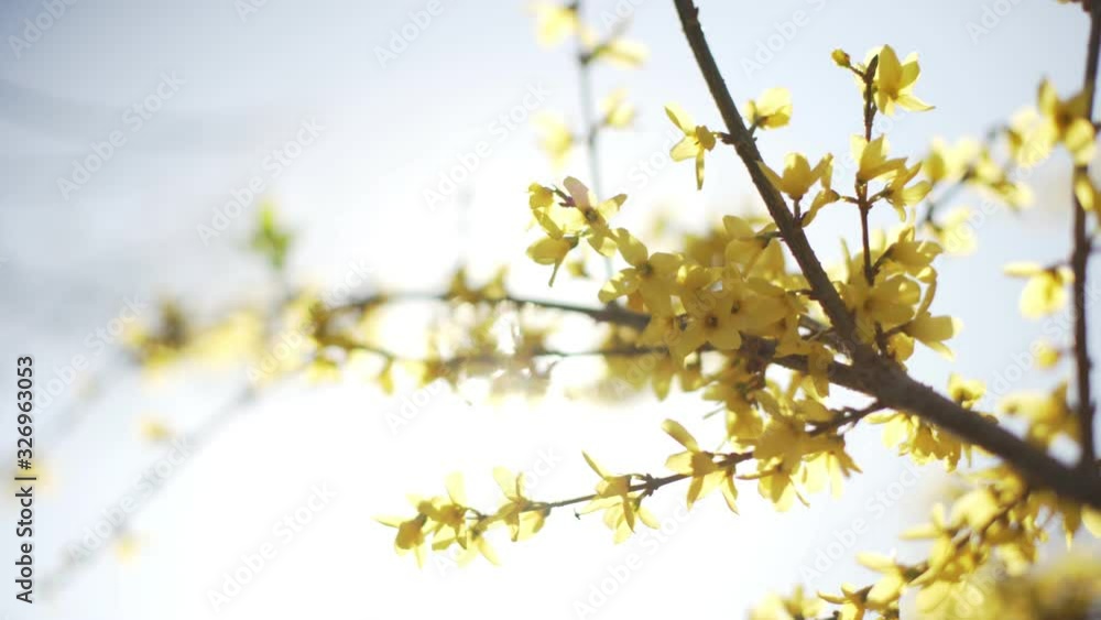 Backlit shot of yellow flowery forsythia blossom shrub in spring or summer under sunlight. Seasonal flowers with lens flare. Yellow. Backlit shot of yellow flowery forsythia blossom shrub in spring or summer under sunlight. Seasonal flowers with lens flare. Yellow.