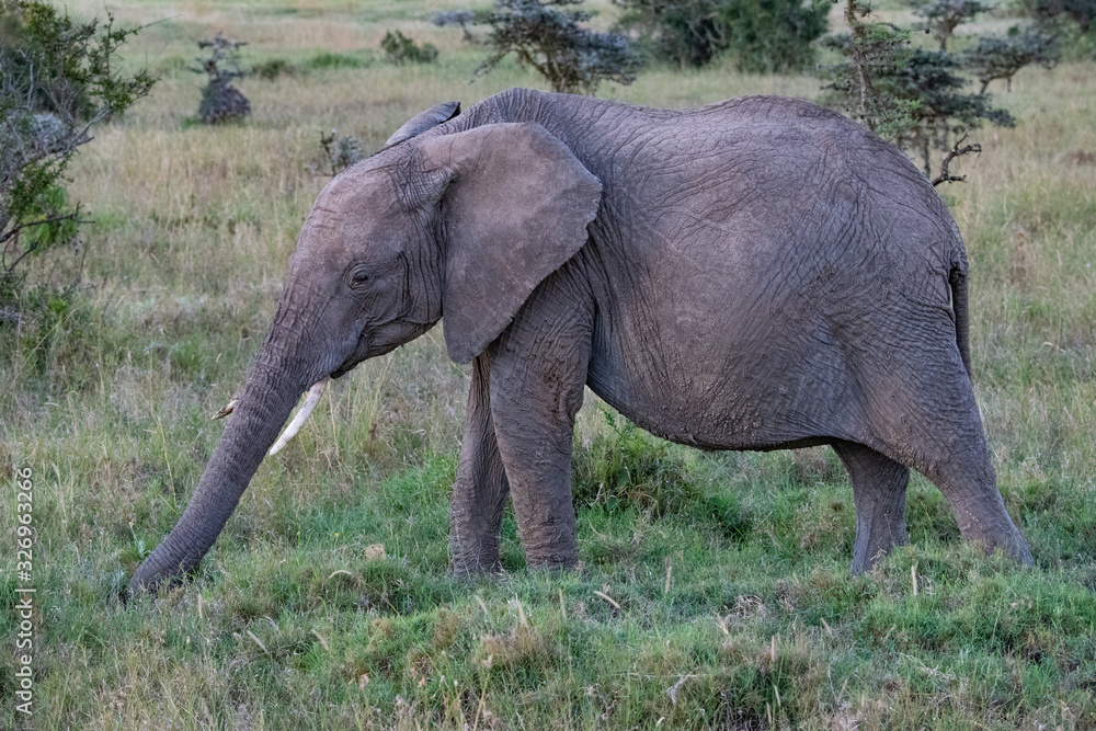 profile view of a baby African elephant