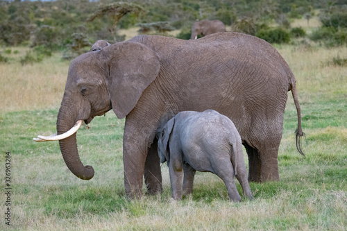 African mother elephant suckling her calf in the Masai Mara