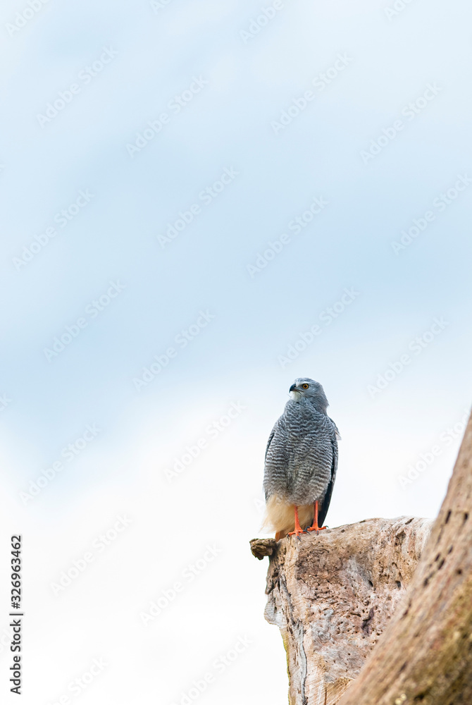 Obraz premium Gray-lined Hawk perched on the dead tree trunk, watching for prey.