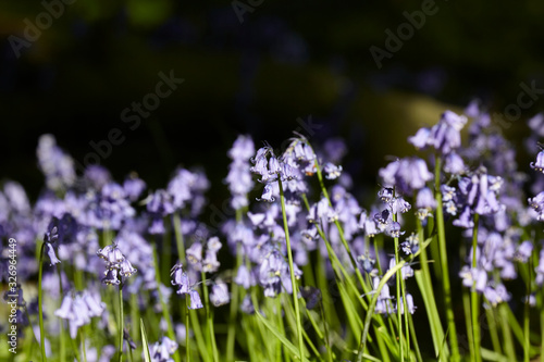 Bluebells with a hint of lilac