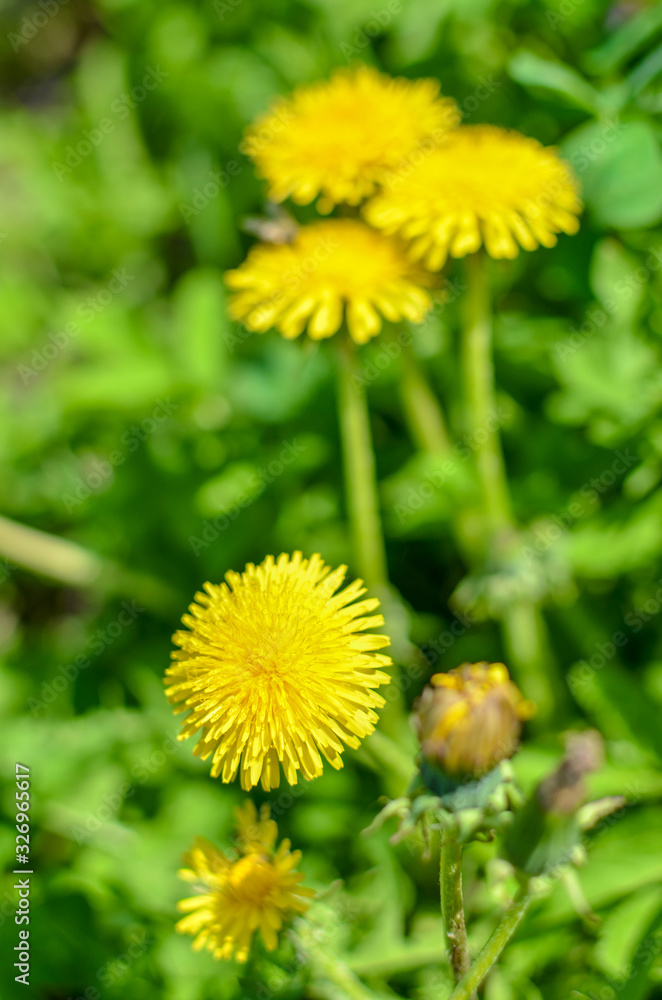 Bee on a yellow dandelion at spring Bee on a yellow dandelion at spring