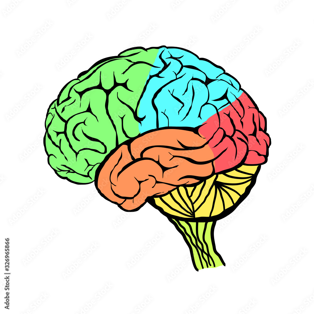 A diagram of the human brain side view, anatomy. Vector illustration in ...