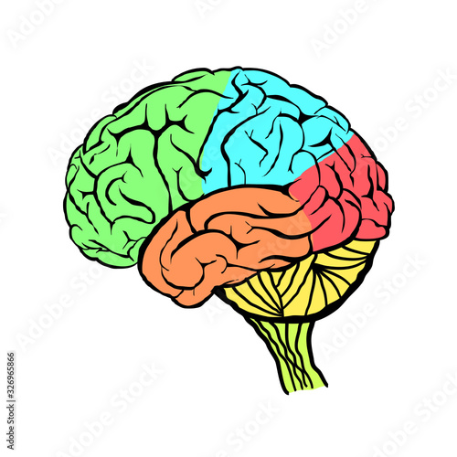 A diagram of the human brain side view, anatomy. Vector illustration in flat design style isolated on white background. Human brain. 