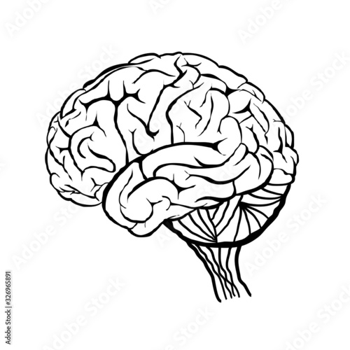 A diagram of the human brain side view, anatomy. Vector illustration in flat design style isolated on white background. Human brain. 