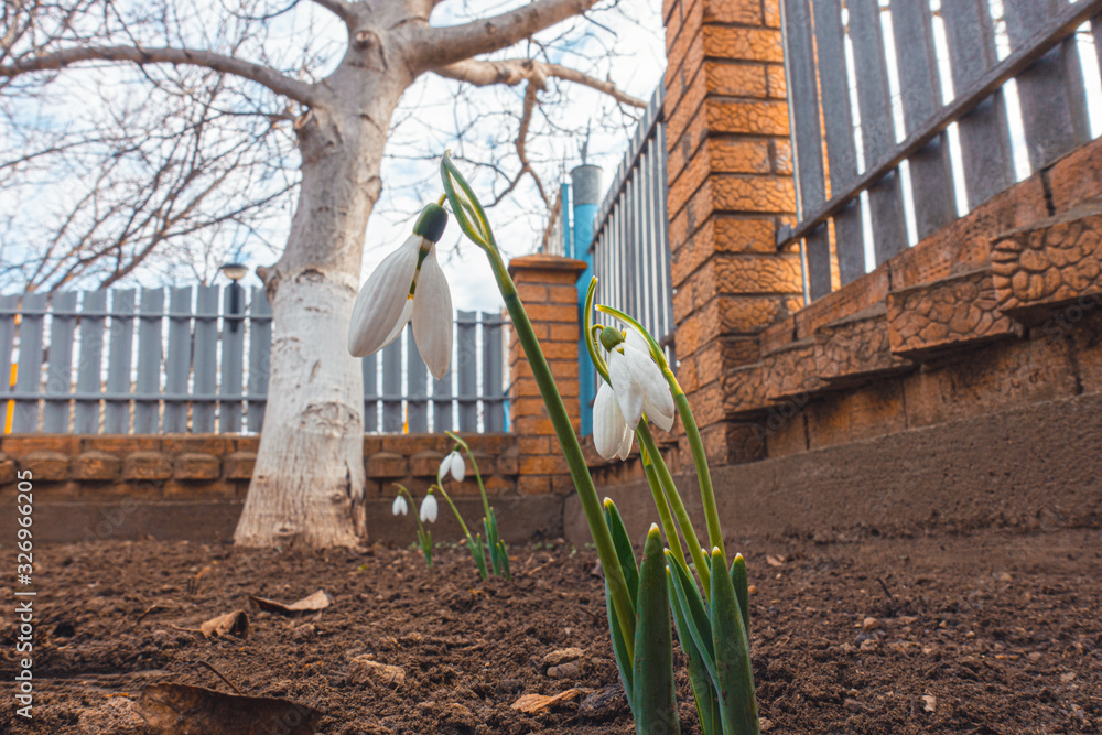 Fototapeta premium Snowdrop spring flowers. Delicate Snowdrop flower is one of the spring symbols telling us winter is leaving and we have warmer times ahead.