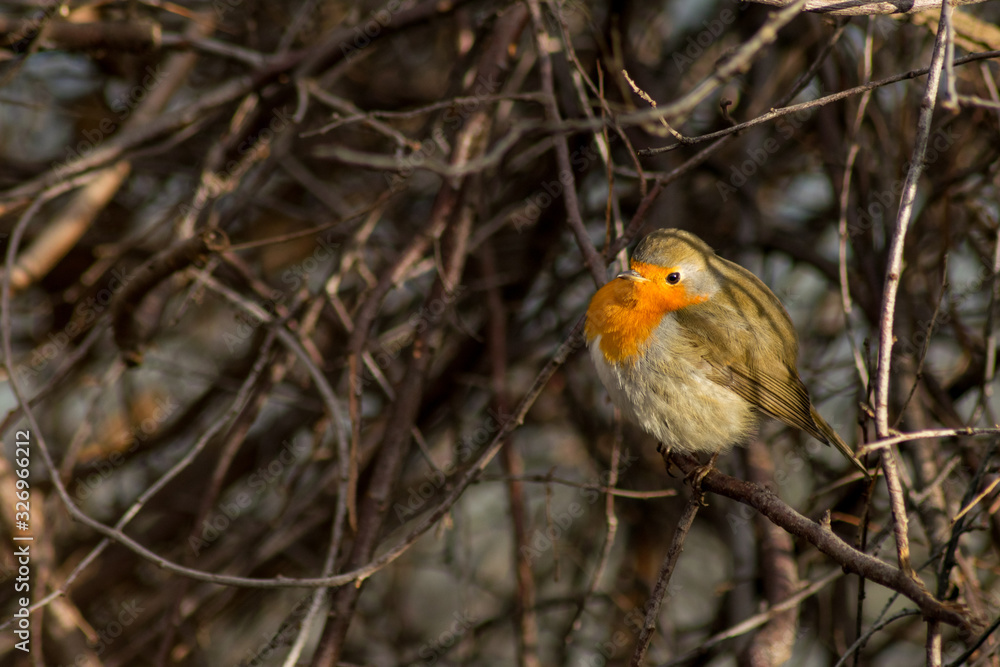 Robin bird sitting in wildlife Robin bird sitting in wildlife