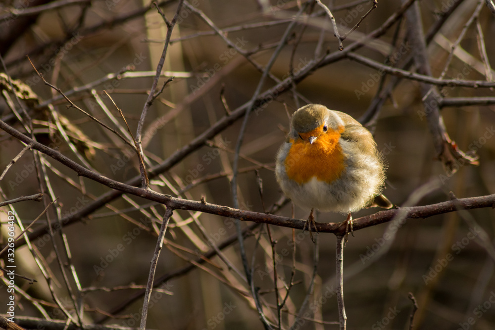 Robin bird sitting wildlife rubecula Robin bird sitting wildlife rubecula