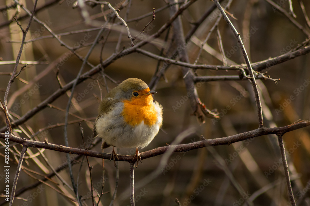 Robin bird sitting wildlife rubecula Robin bird sitting wildlife rubecula