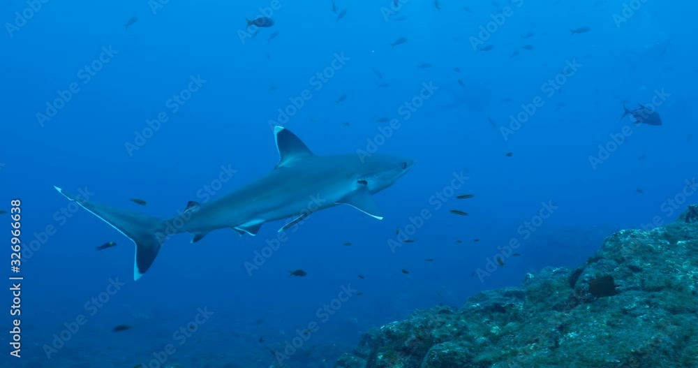 custom made wallpaper toronto digitalGalapagos and silvertip sharks, Revillagigedo islands, Mexico.