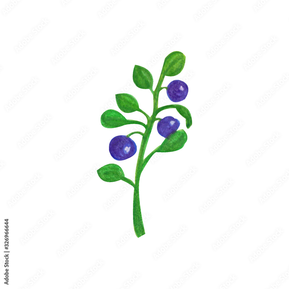 Blueberry branch with berries isolated on white. Watercolor hand drawn illustration