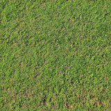 High resolution foto realistic seamless texture of green grass and plants