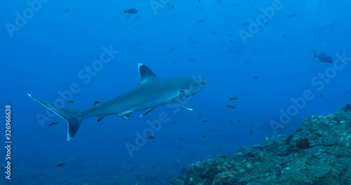 Wallpaper Mural Galapagos and silvertip sharks, Revillagigedo islands, Mexico. Torontodigital.ca