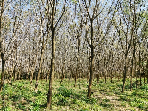 forest, tree, nature, trees, wood, landscape, green, spring, birch, autumn, pine, summer, leaf, grass, sky, park, trunk, woods, season, environment, leaves, sunny, branch, woodland, plant