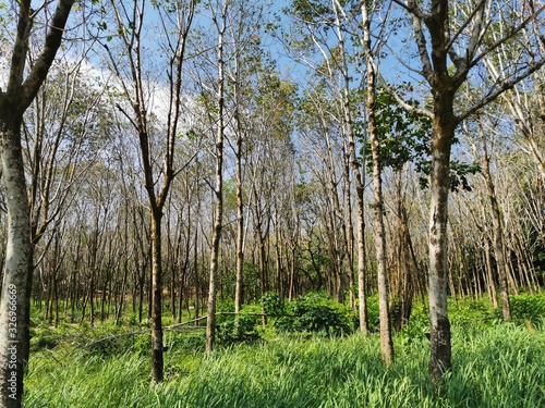 forest, tree, nature, trees, wood, landscape, green, spring, birch, autumn, pine, summer, leaf, grass, sky, park, trunk, woods, season, environment, leaves, sunny, branch, woodland, plant