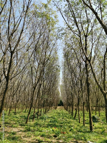 forest, tree, nature, trees, wood, landscape, green, spring, birch, autumn, pine, summer, leaf, grass, sky, park, trunk, woods, season, environment, leaves, sunny, branch, woodland, plant