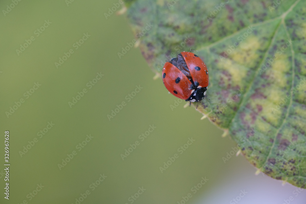 Fototapeta premium Ladybug free in nature
