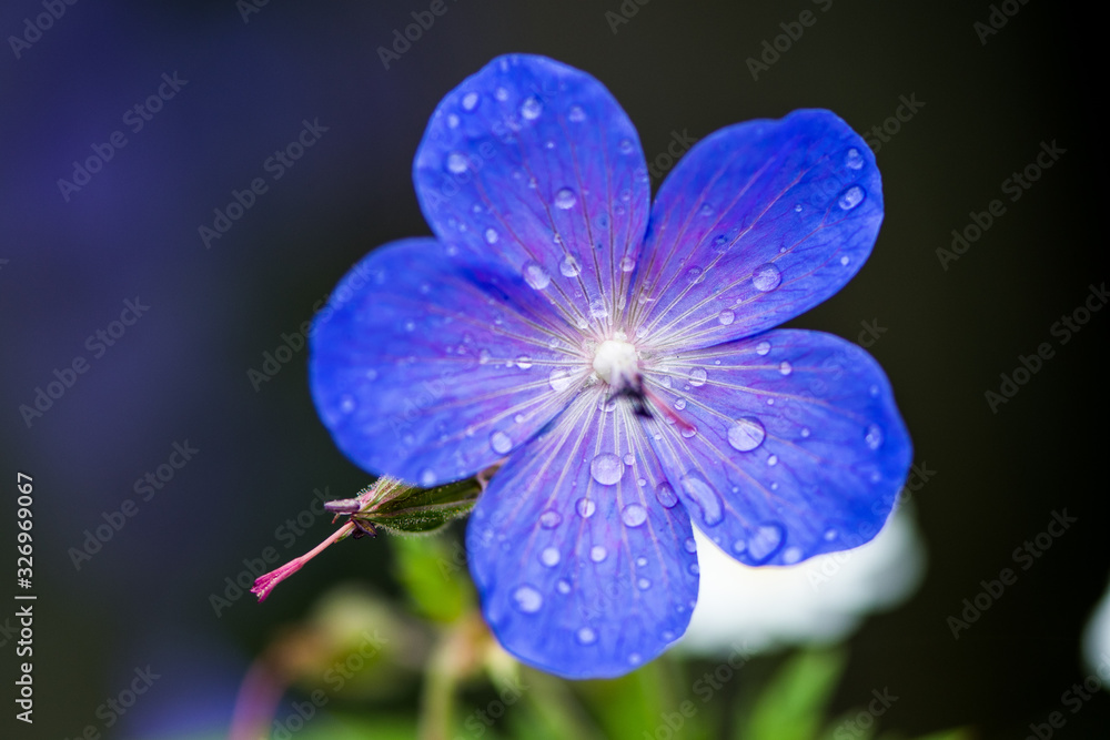 Blue flower isolated with raindrops Blue flower isolated with raindrops