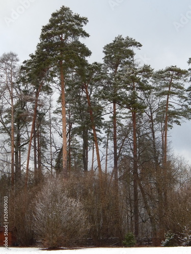 Fototapeta Naklejka Na Ścianę i Meble -  Зимний лес