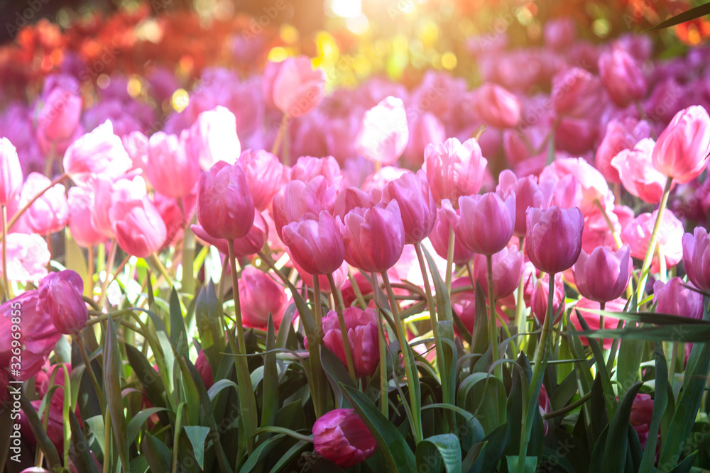 Fototapeta premium Purple tulips are blooming in the field.