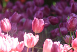 Pink tulips are blooming in the morning with warm light.