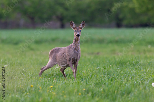 The European roe deer (Capreolus capreolus), also known as the western roe deer, chevreuil, is a species of deer. Female European roe deer at the time of moulting amidst a clearing.