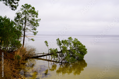 Biscarrosse lake Maguide with sand beach water and tree fall in water in cloudy day photo