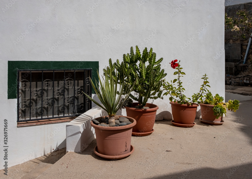 Succulent plants in terracotta flowerpots in the coastal village of El Puertito, Tenerife, Spain