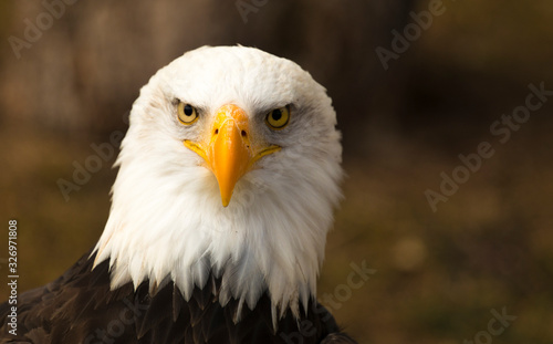 mirada de aguila