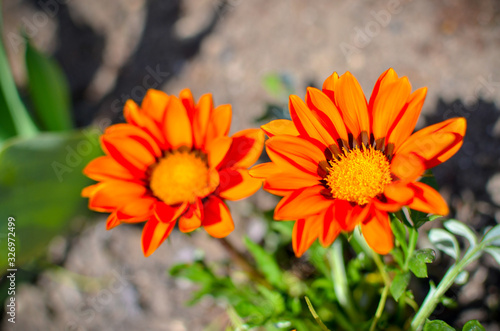 Closeup of two gazania rigens flowers with orange petals