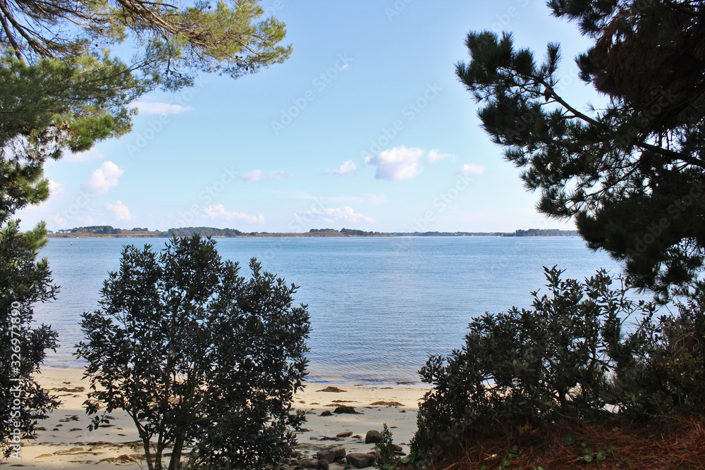 tree on beach