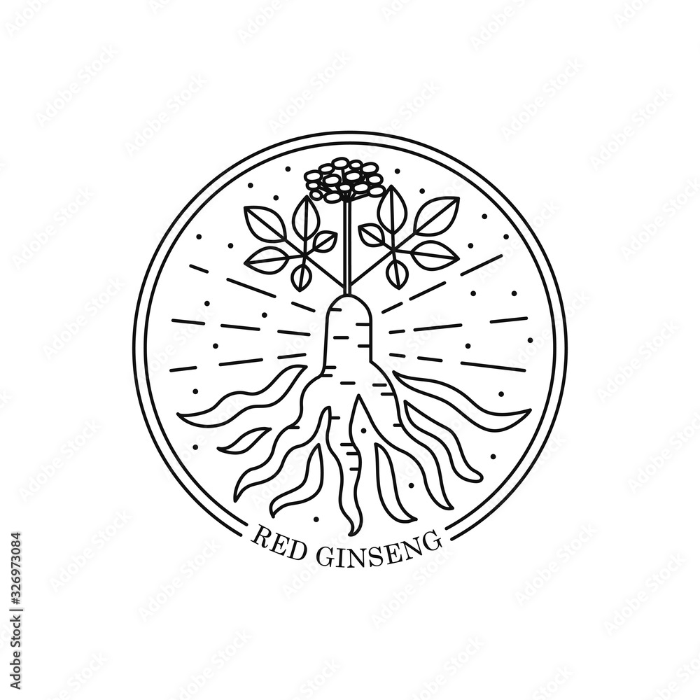 Vector outline illustration of red or panax ginseng root isolated on a white background. Ginseng drawing for print, icon, logo, emblem, label, stamp and other decoration. Print for engraving.