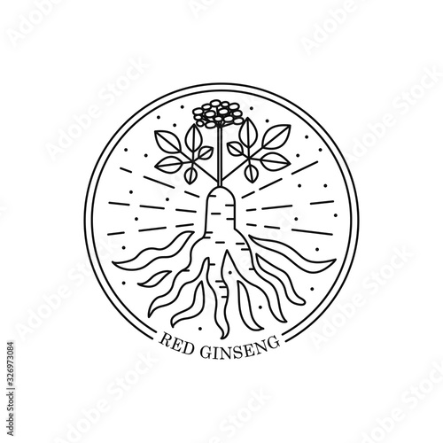 Vector outline illustration of red or panax ginseng root isolated on a white background. Ginseng drawing for print, icon, logo, emblem, label, stamp and other decoration. Print for engraving.