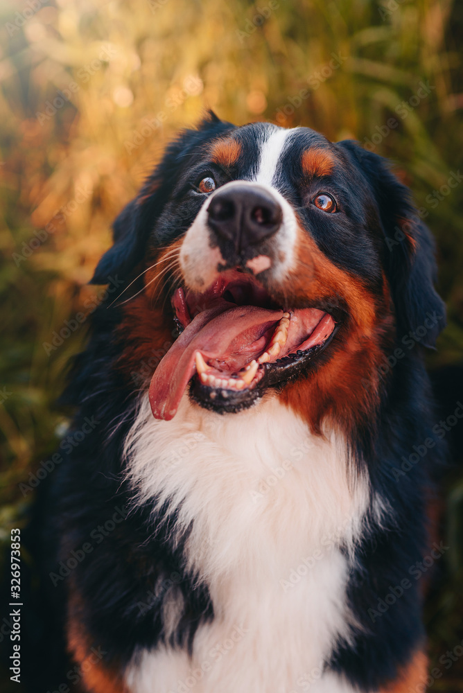 Big dog sitting on grass smiling