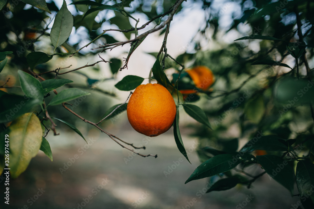 Orange in A TREE Orange in A TREE