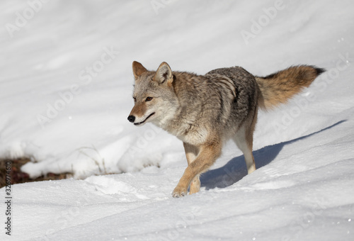 A lone coyote  Canis latrans  walking and hunting in the winter snow