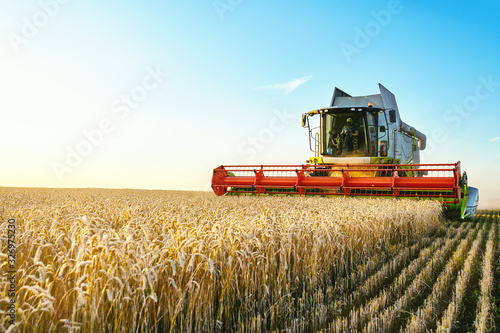 Foto Combine harvester harvests ripe wheat