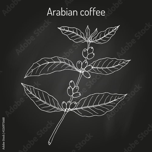 Coffee tree branch coffea arabica 