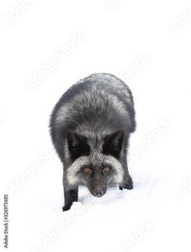 Silver fox (Vulpes vulpes) a melanistic form of the red fox isolated on white background standing in the snow  photo