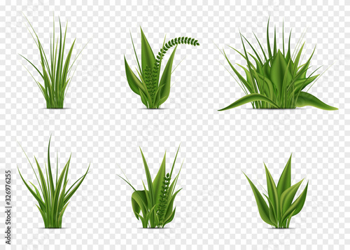 Realistic green grass