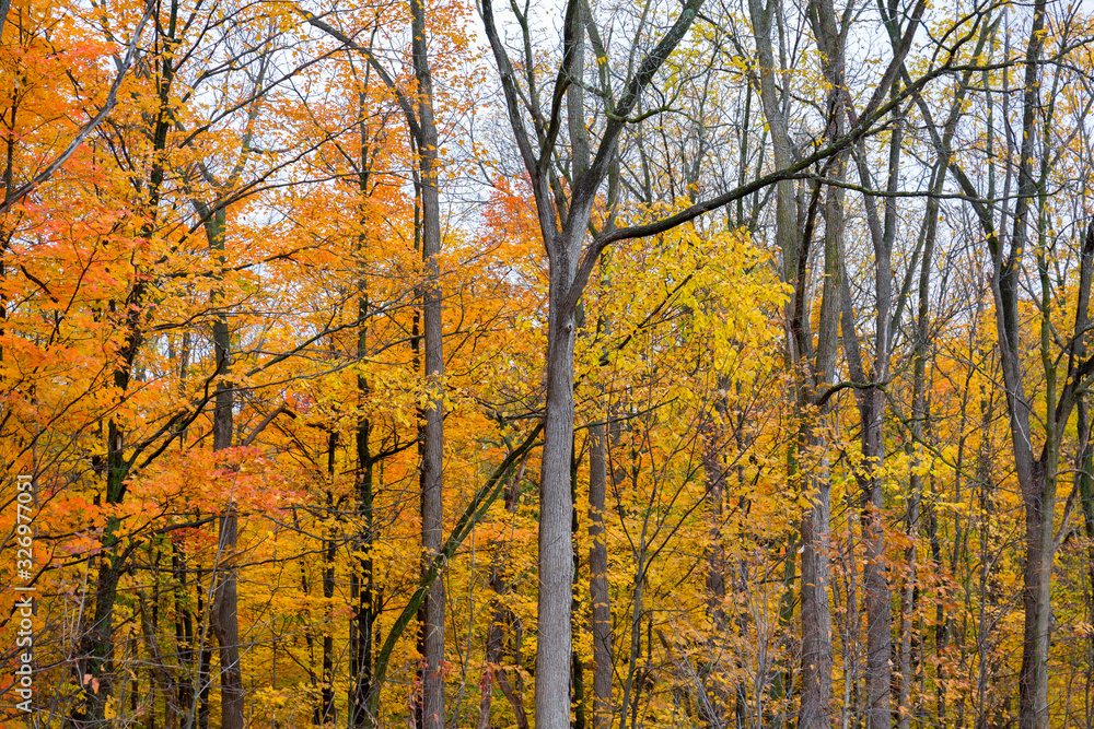 Fototapeta premium Orange Fall colors