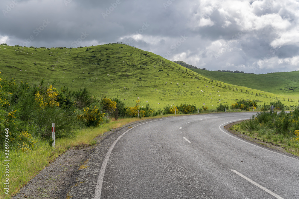 road bends at green hill covered with sheep, near Whakarewarewa, Waikato, New Zealand