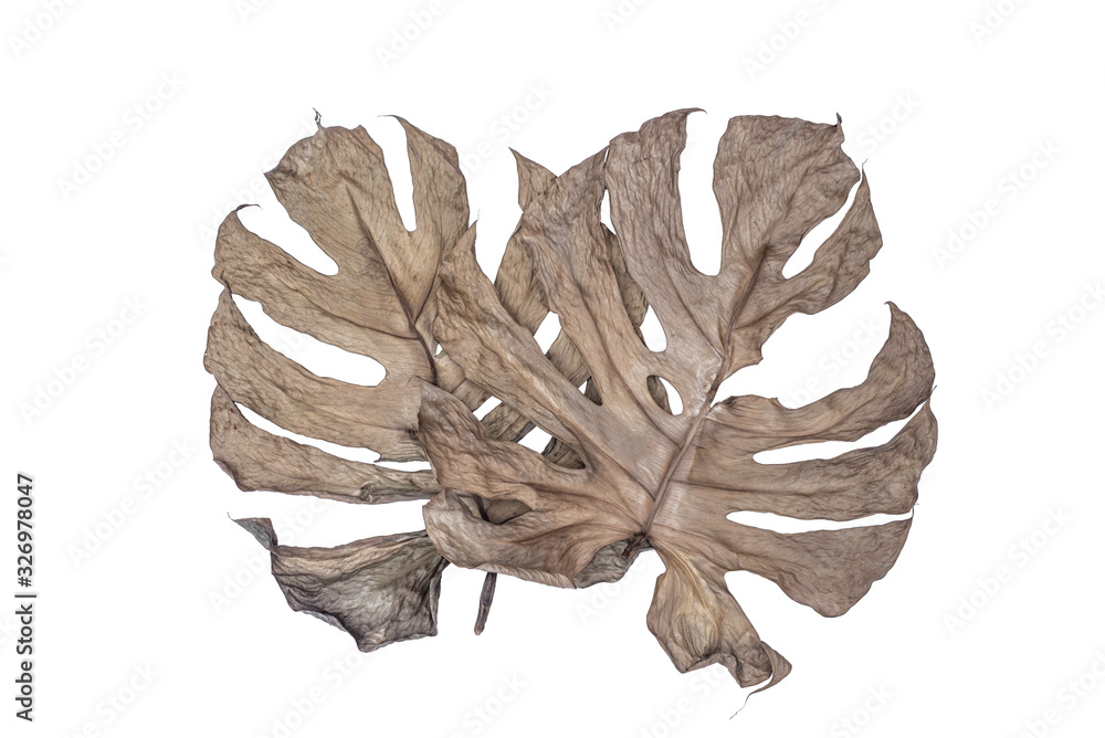 The leaves of Monstera and the saggy fern. The leaves separate the