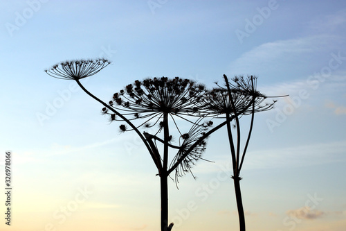 Dry flower stems of a dangerous plant Sosnovsky hogweed (Heracléum sosnowskyi) against the blue sky during the setting sun