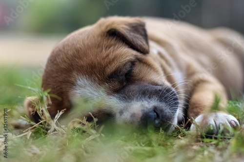dog lying on grass