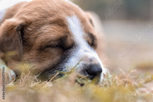 dog lying on grass