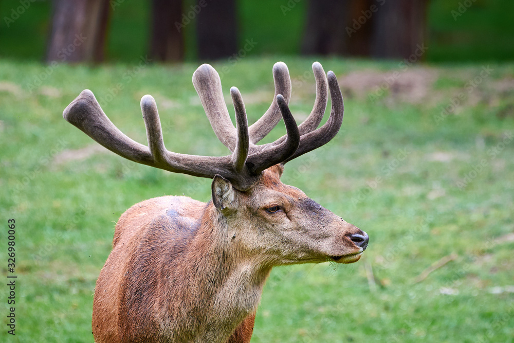 Obraz premium Red Deer Male Head Closeup