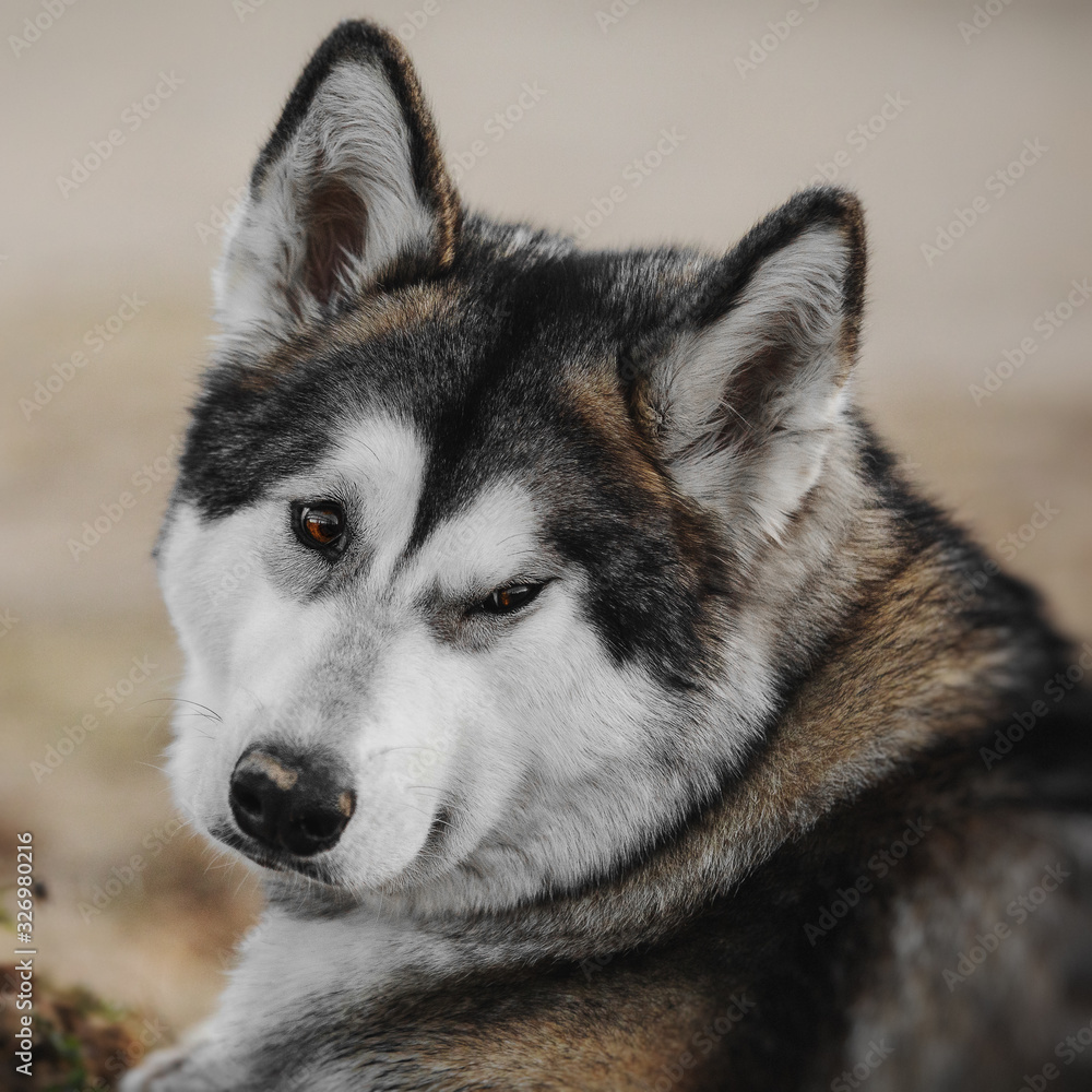 Alaskan Malamute dog portrait